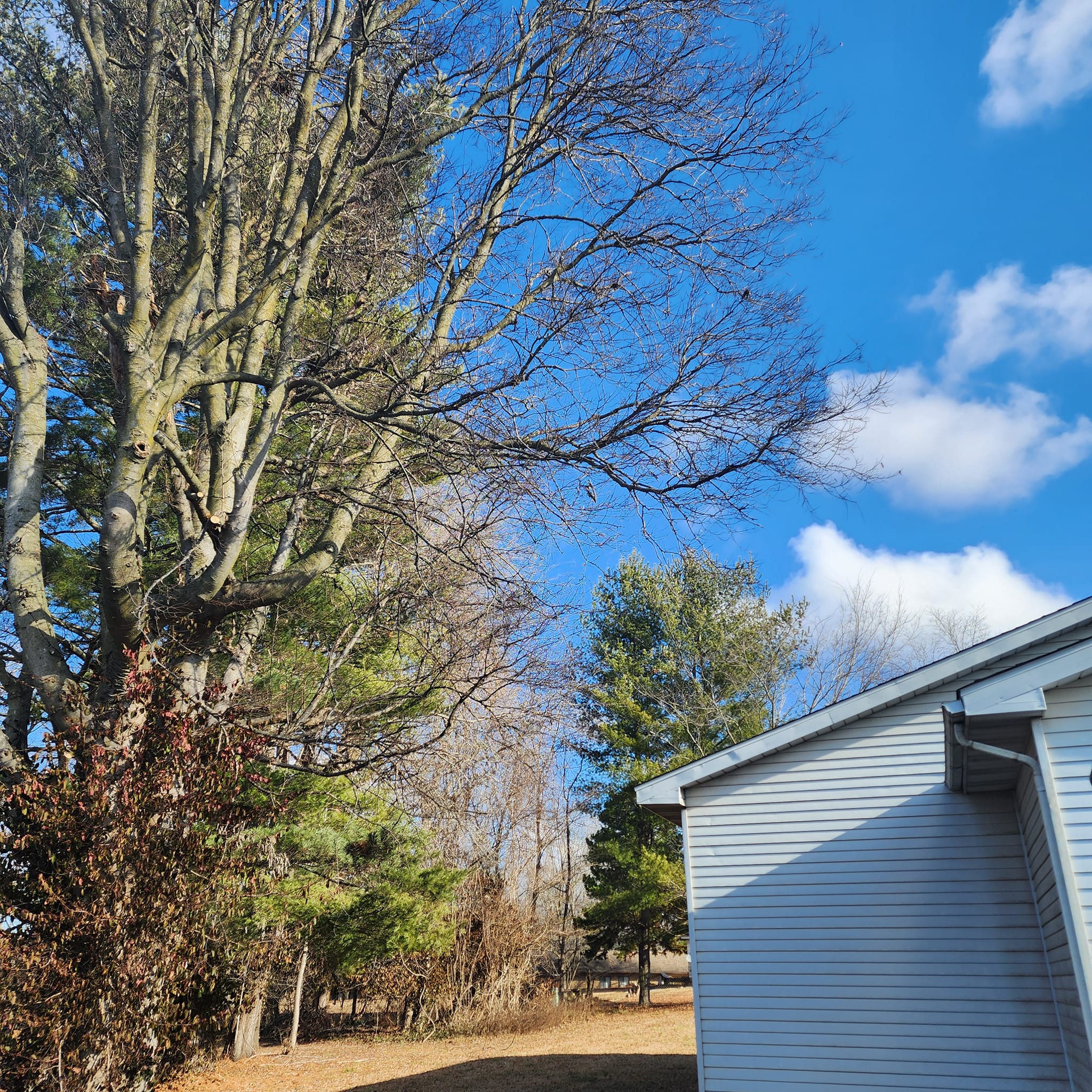 Patriot Tree Service, Inc. offers professional tree trimming services to enhance the health, shape, and appearance of your trees. Our experienced team is committed to maintaining the beauty and safety of your outdoor spaces through precise and reliable trimming solutions. Trust us for expert care tailored to your property’s needs.