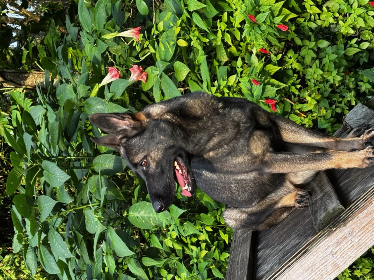 Russell's K9 Academy Image