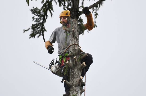 Images Tate's Tree Service