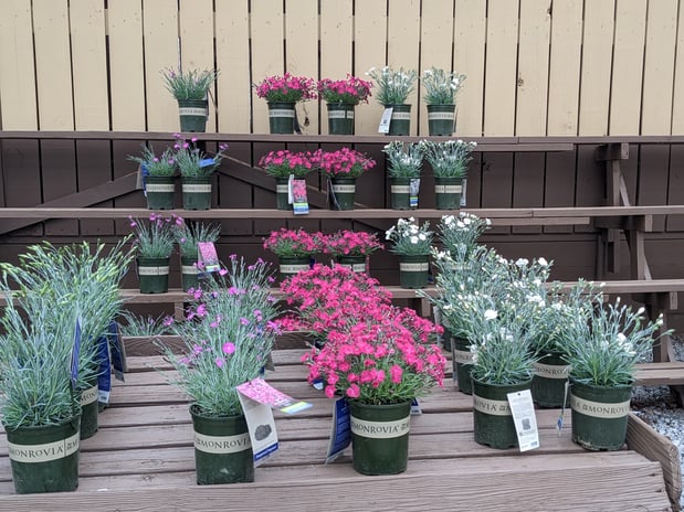 Images Grant Line Garden Center & Nursery