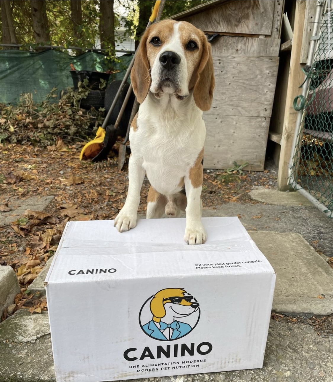 Images Canino