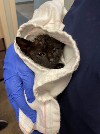 Images VCA West Los Angeles Animal Hospital