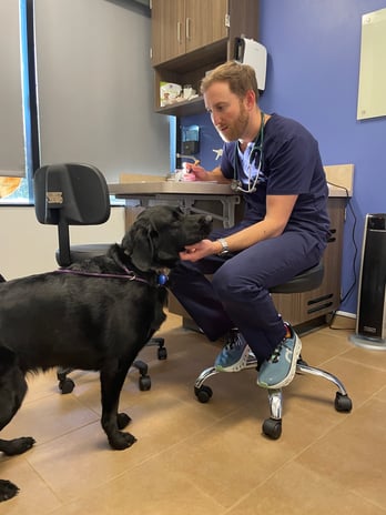 Images VCA West Los Angeles Animal Hospital