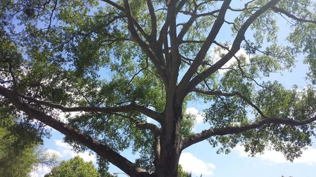 Images TNT Tree Service