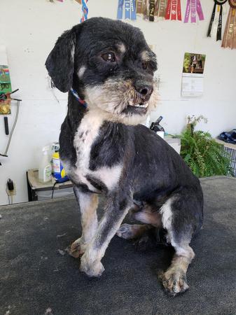 Images Happy Tails Groom & Board