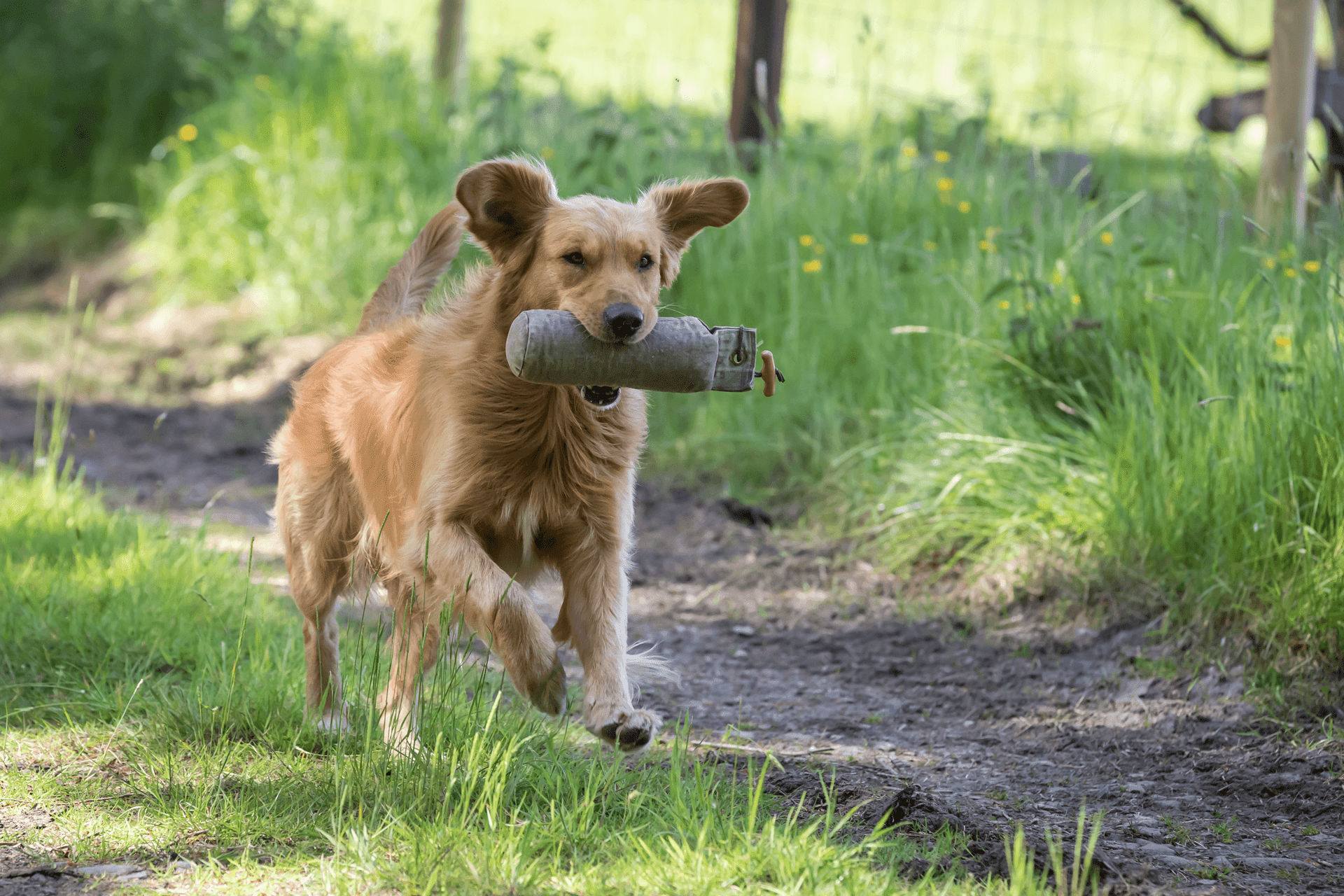 Bilder Miris Hundeschule