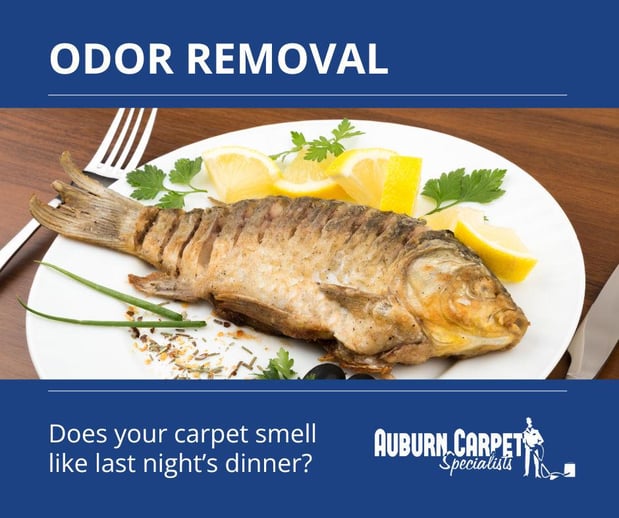 Images Auburn Carpet