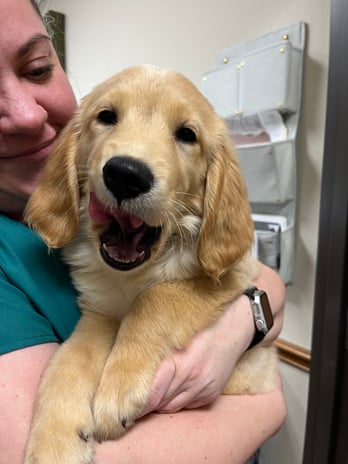 Images VCA Bent Tree Animal Hospital