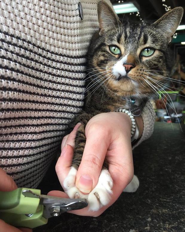 Images Urban Tails Pet Supply