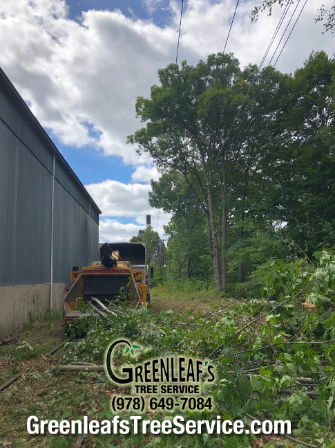 Greenleaf's Tree Service Photo