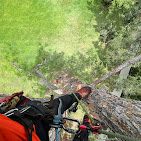 Images Aurora Arbor Care