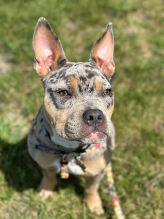 Images Leash and Love LLC