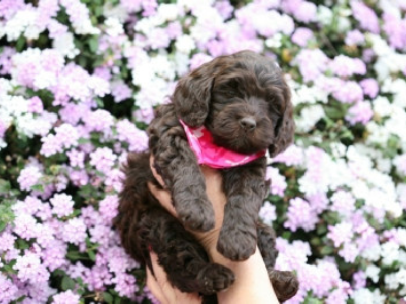 Images Country Club Labradoodles