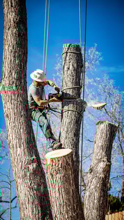 Images King Tree Service