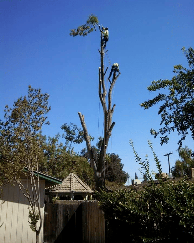 Images John Ayers Tree Surgeons