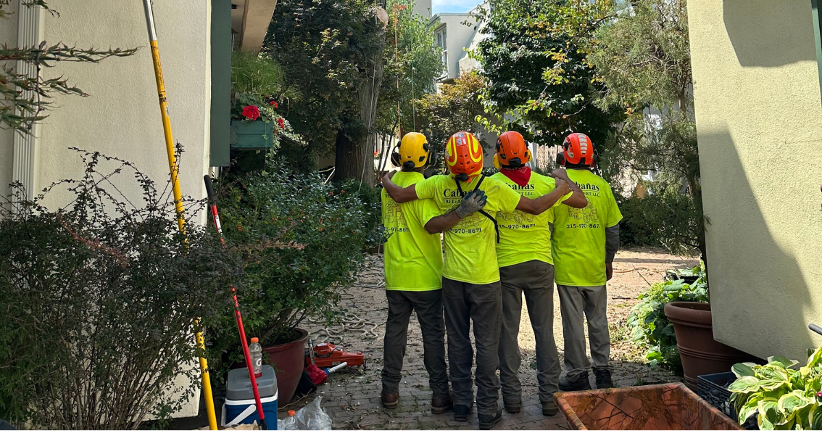 Shrub Removal & Trimming in Ambler, PA