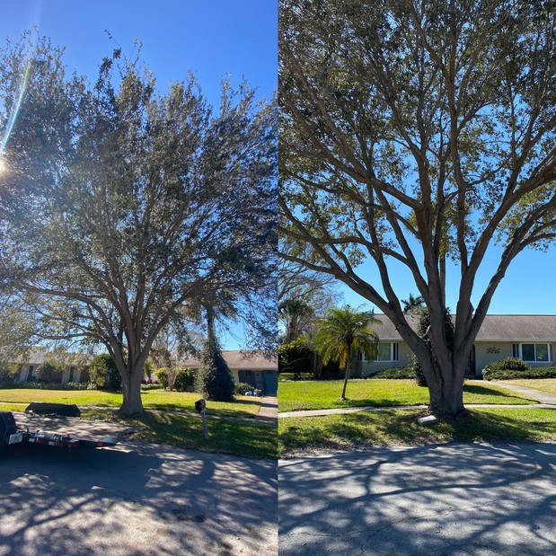 Images A Advanced Tree Service