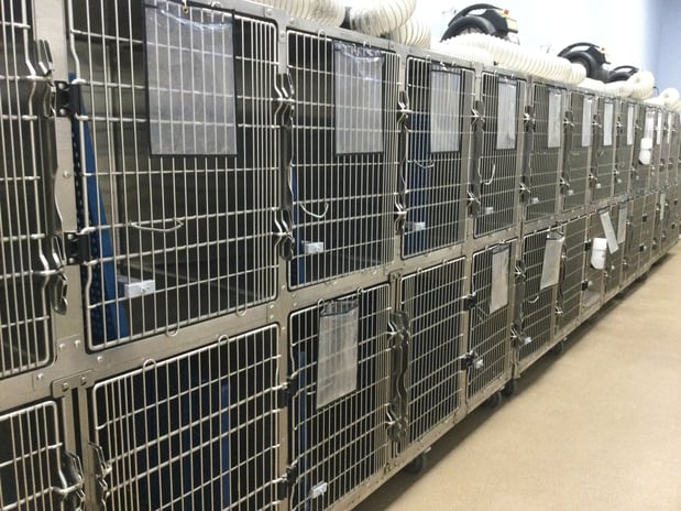 Images Petco Grooming