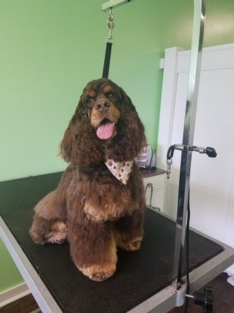 Images All Paws Grooming