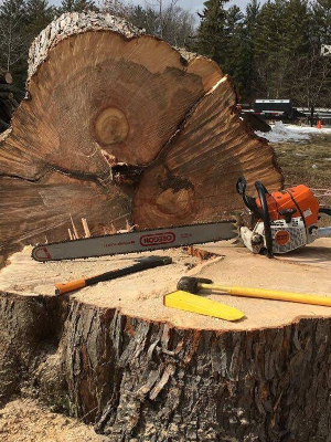 Safely removing trees of all sizes in all situations.