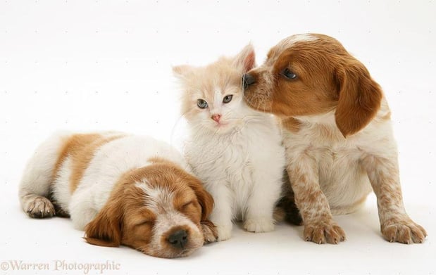 Images Animal Clinic of Bay Ridge
