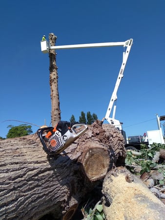Images Trickinnex Tree Trimming & Falling LLC