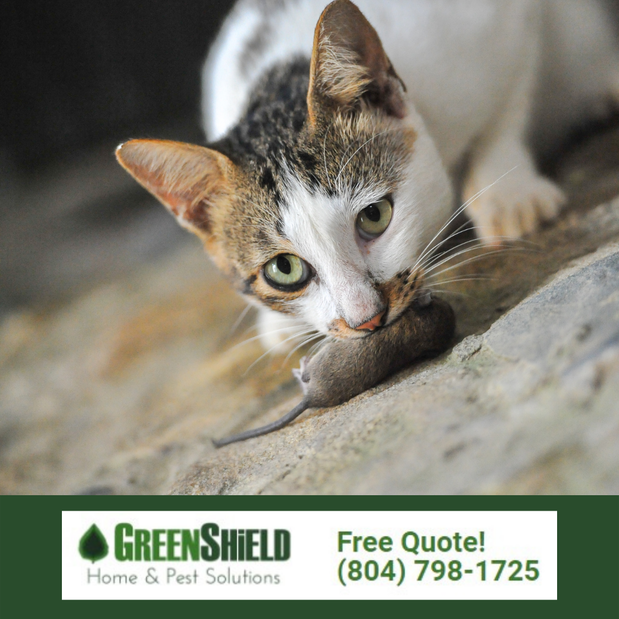 Images Greenshield Home & Pest Solutions