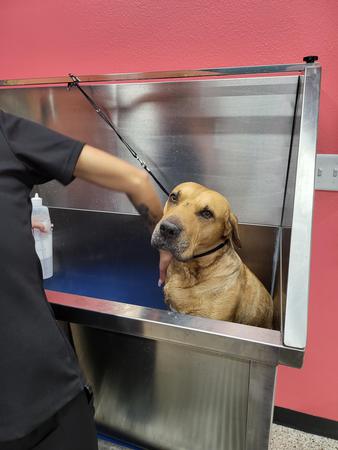 Images Well Groomed Pets McAllen