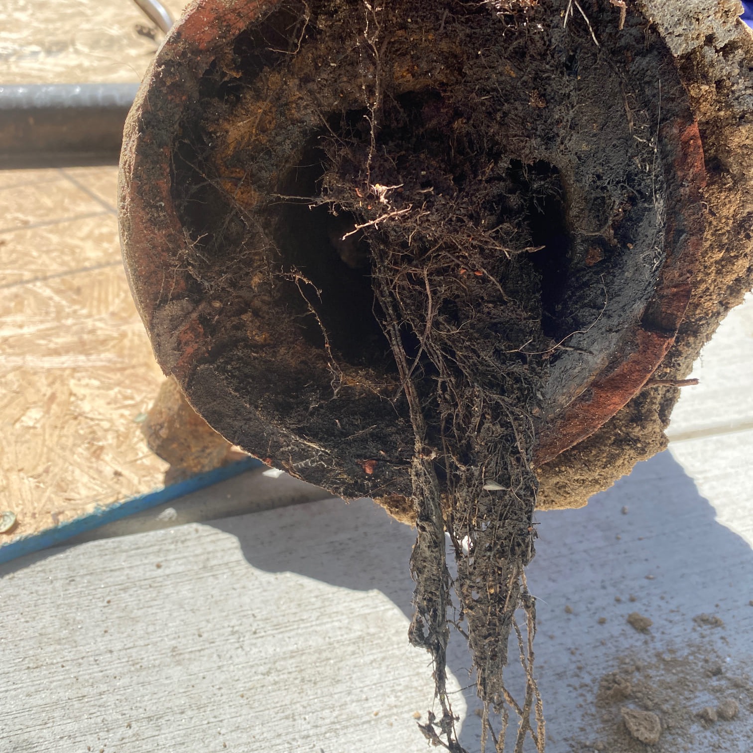 Clogged drains? Call the team!