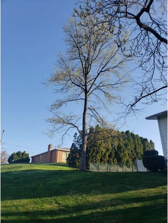 Images Jorge's Tree Service, LLC