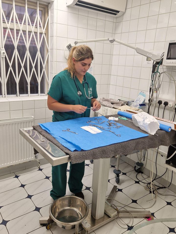 Images Streatham Hill Veterinary Surgery