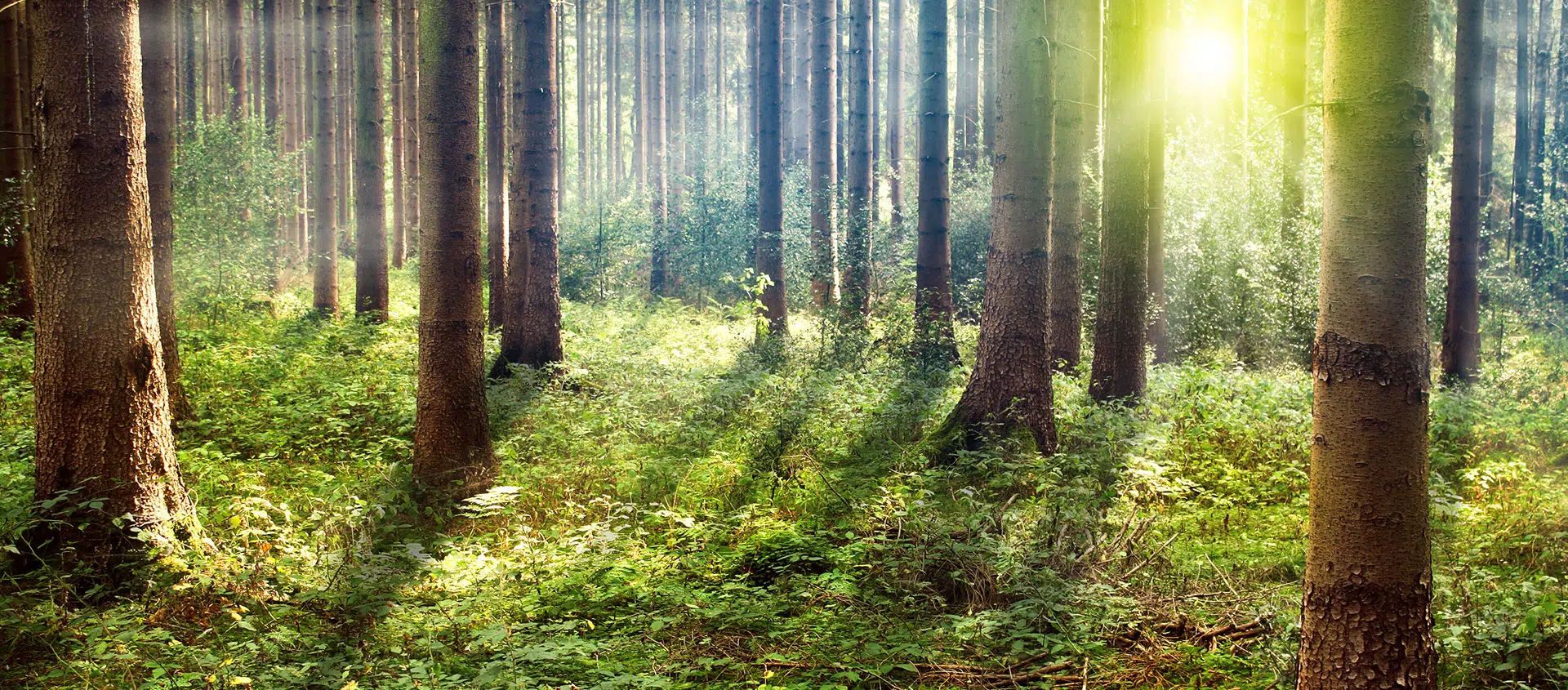 Bilder Schulte Bestattungen