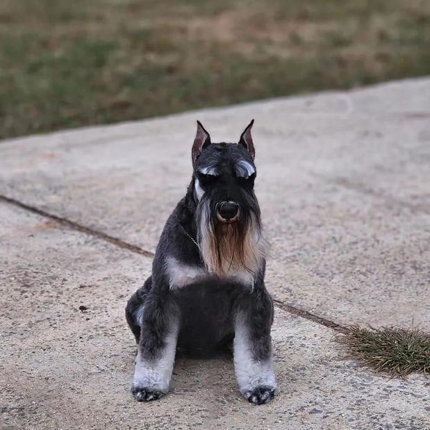 Images A'Lord Miniature Schnauzer
