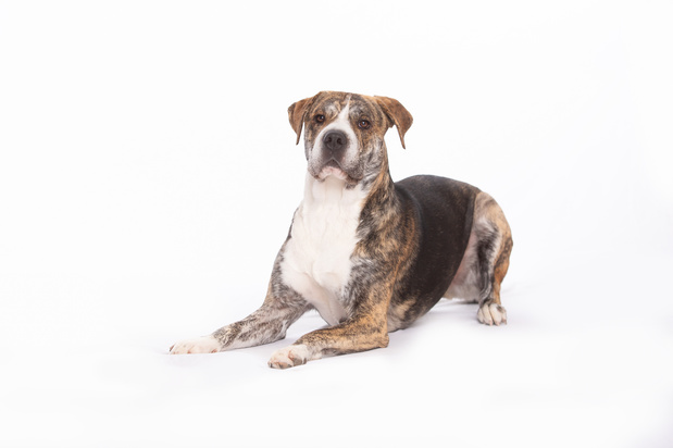 Images VCA Becker Animal Hospital and Pet Resort