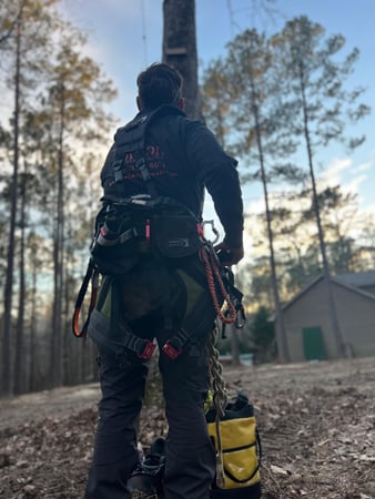 Images Fortson Tree Company