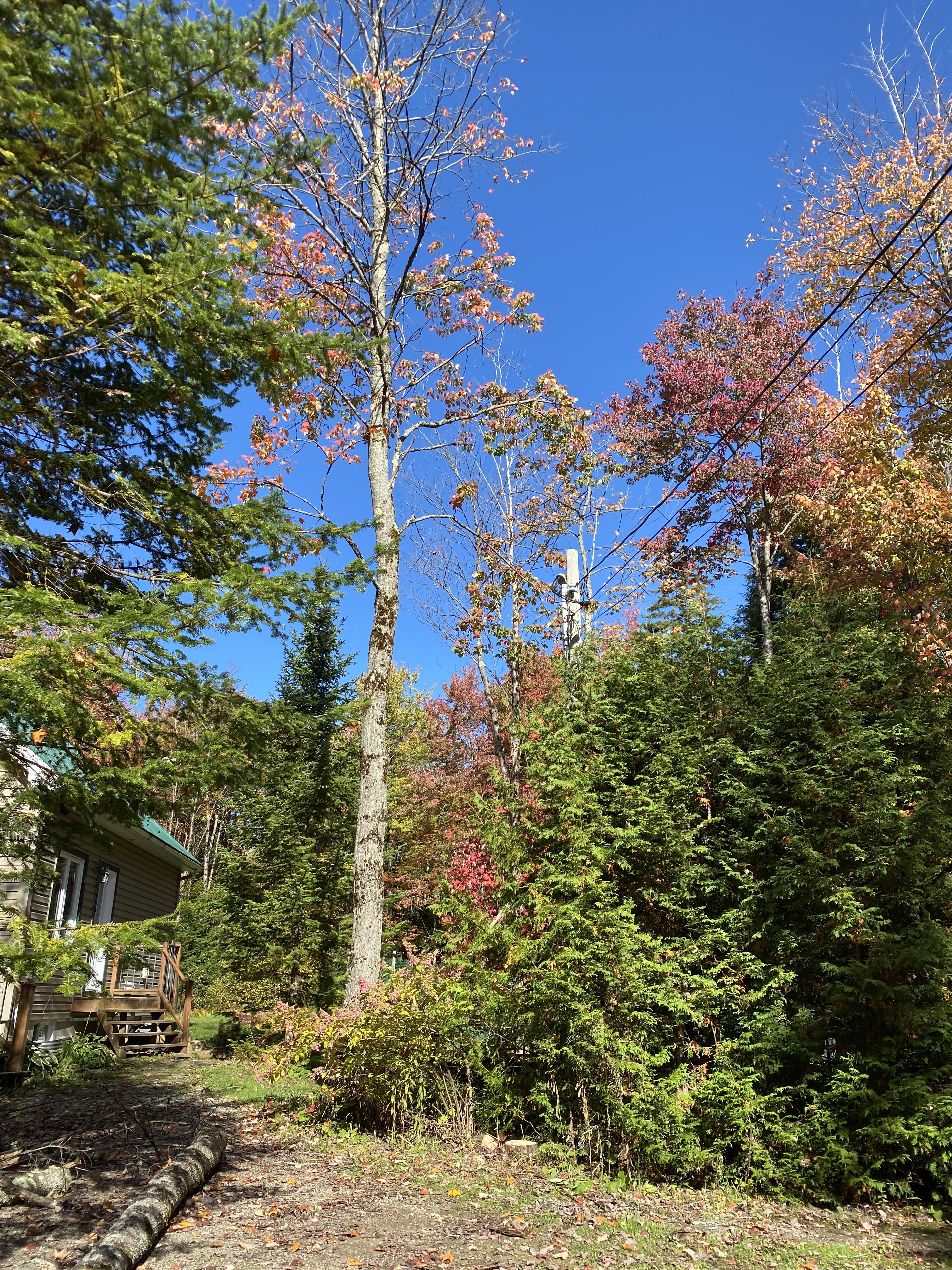 Images Altitude Abattage - Services d'arbres, Élagage, Émondage Eastman