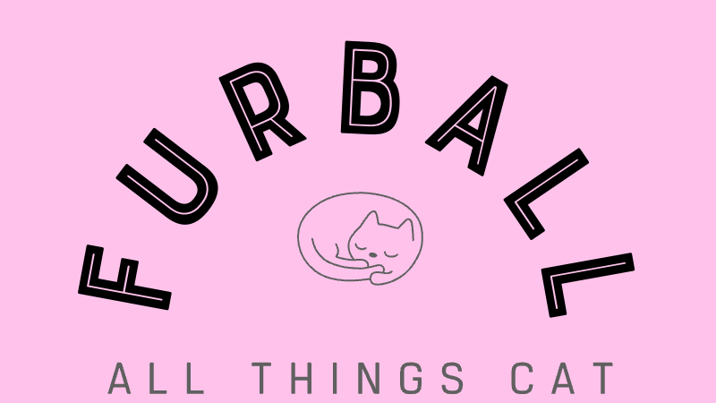 Images Furball All Things Cat Store