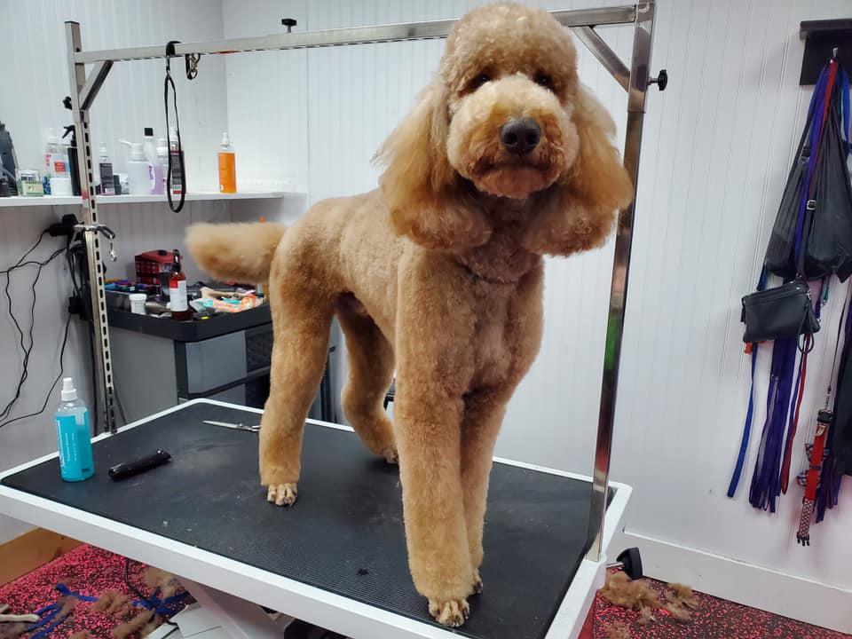 Best 30 Dog Grooming in Martinez GA with Reviews