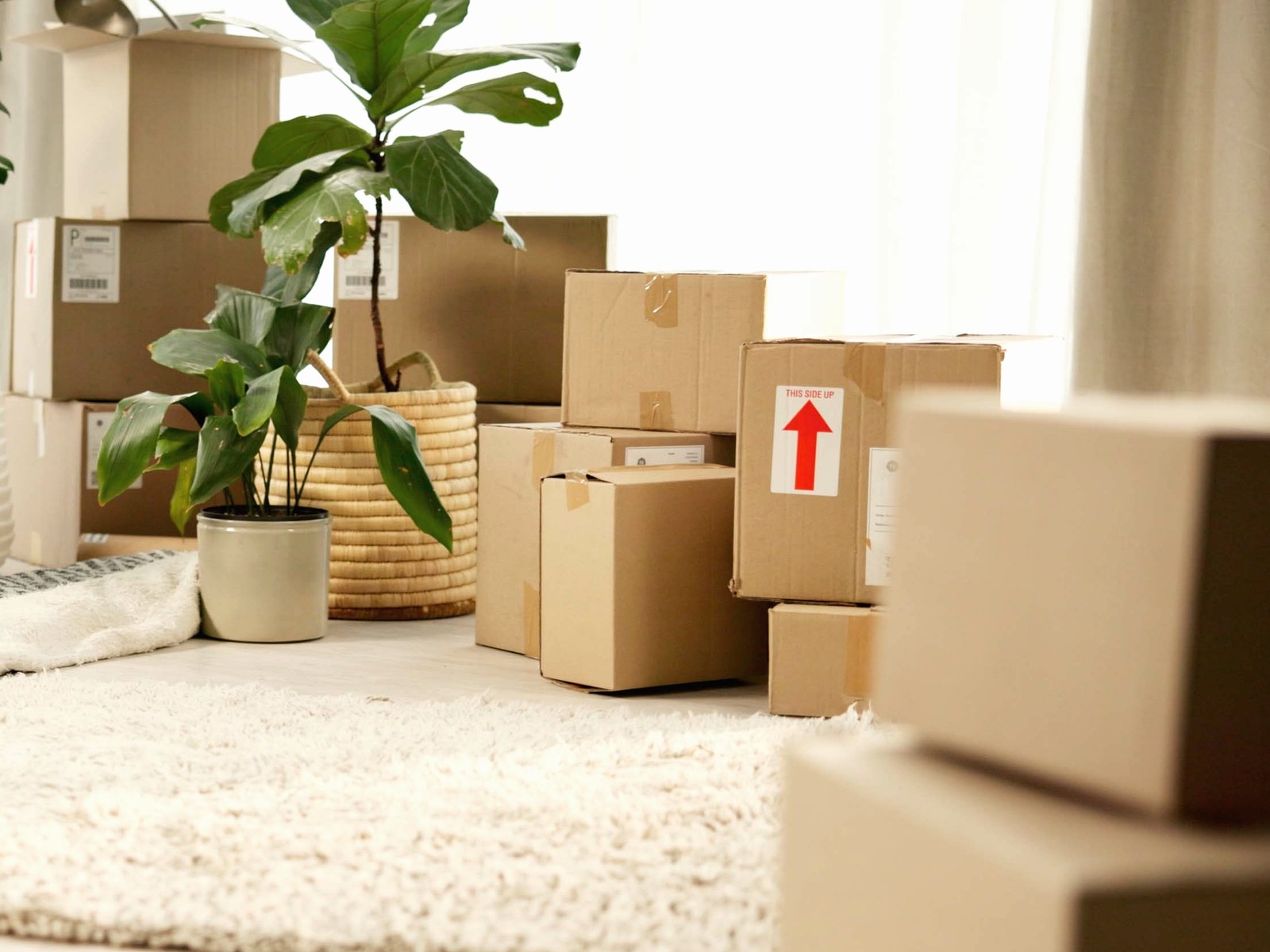 St Petersburg Relocation Movers Services