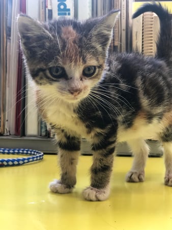 Images Melrose La Brea Animal Hospital