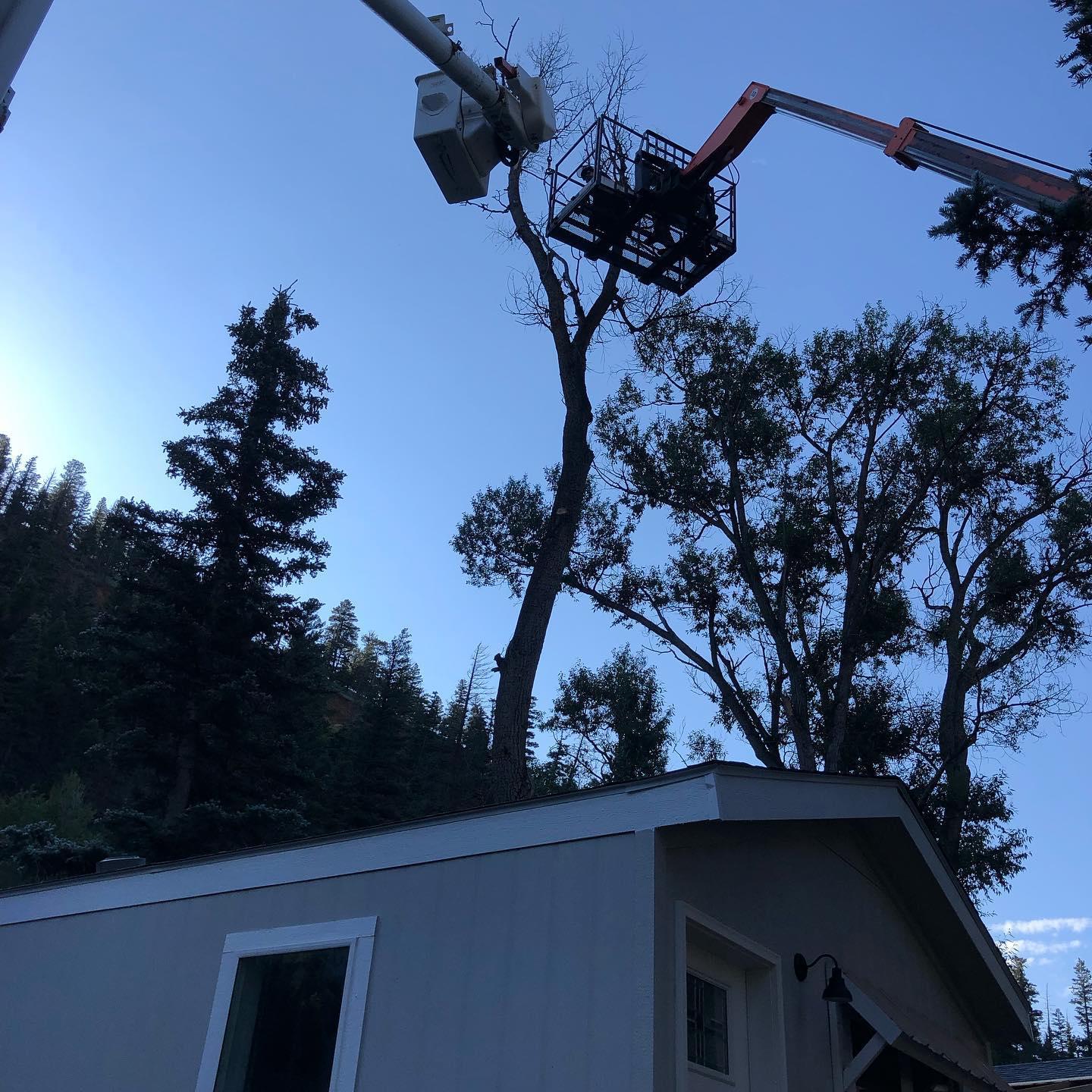 Wilson's Tree Service is a tree removal service company in Red River, NM.