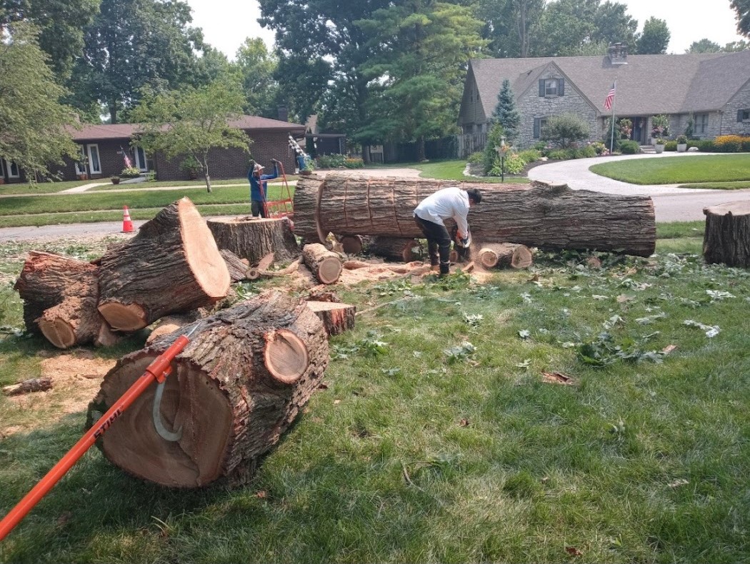 David Tree Service - Tree stump grinding