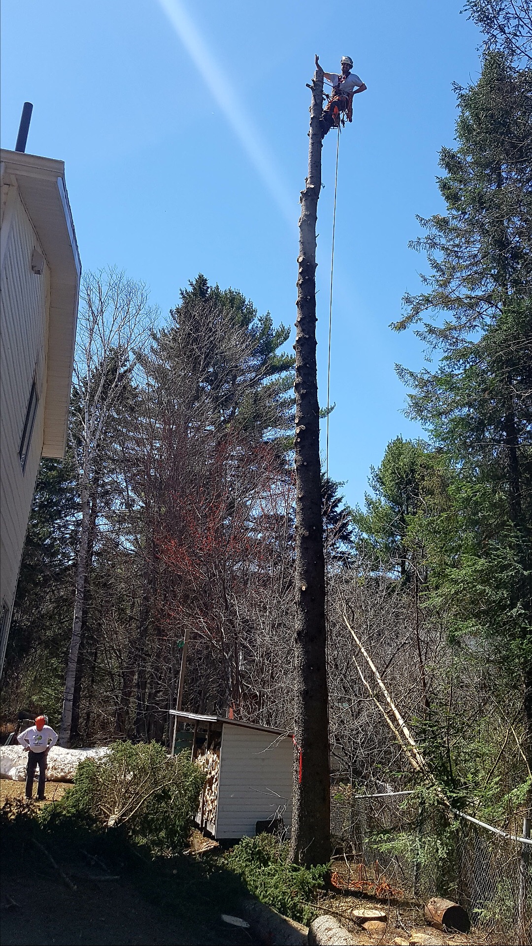Images Élagage Frère d'Arbres