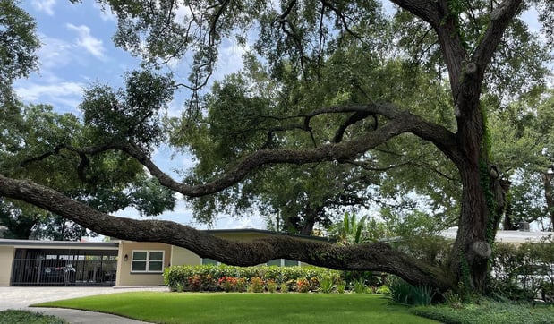 Images Tree Amigos Orlando