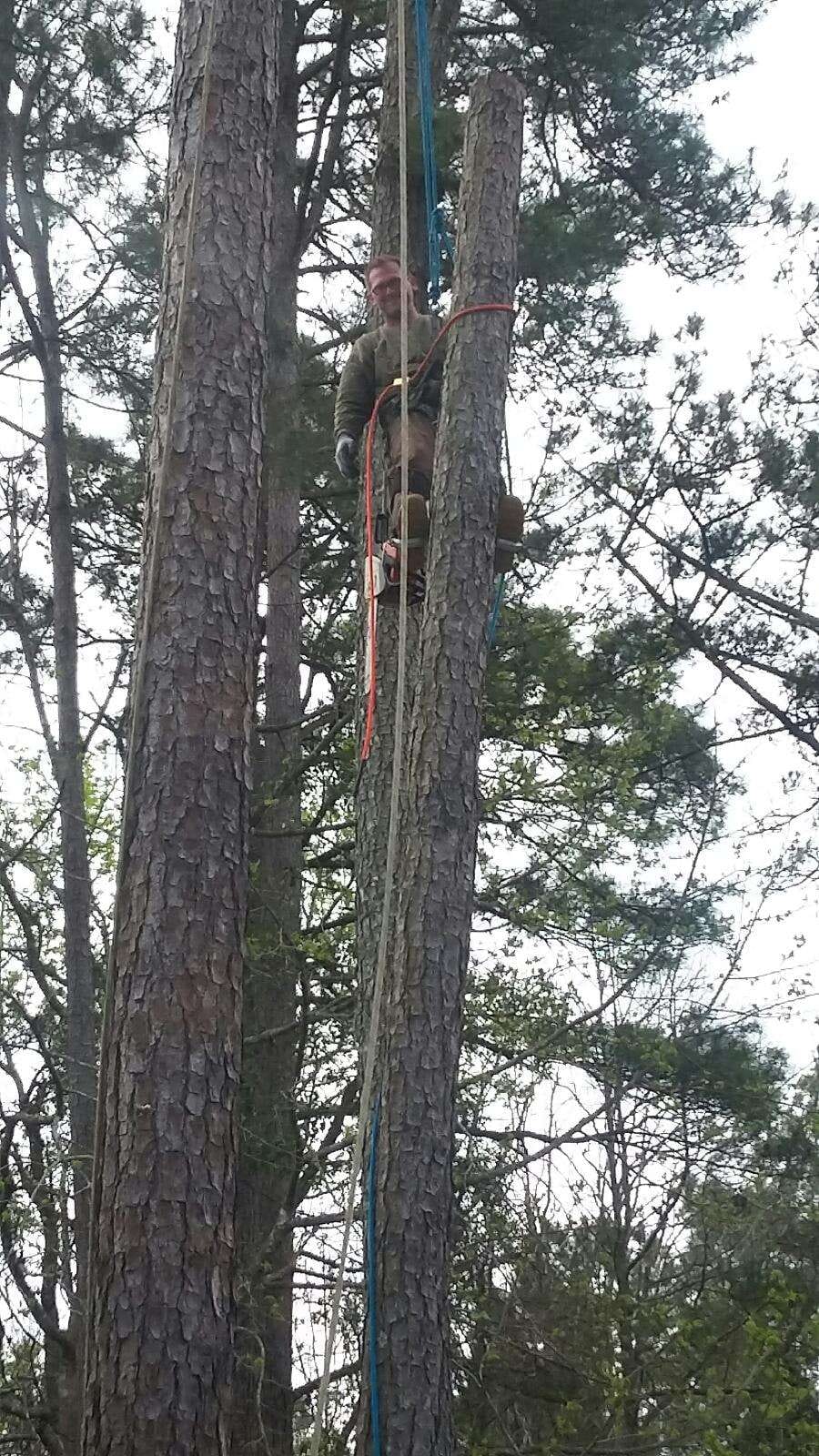 Rising Sun Tree Service Logo