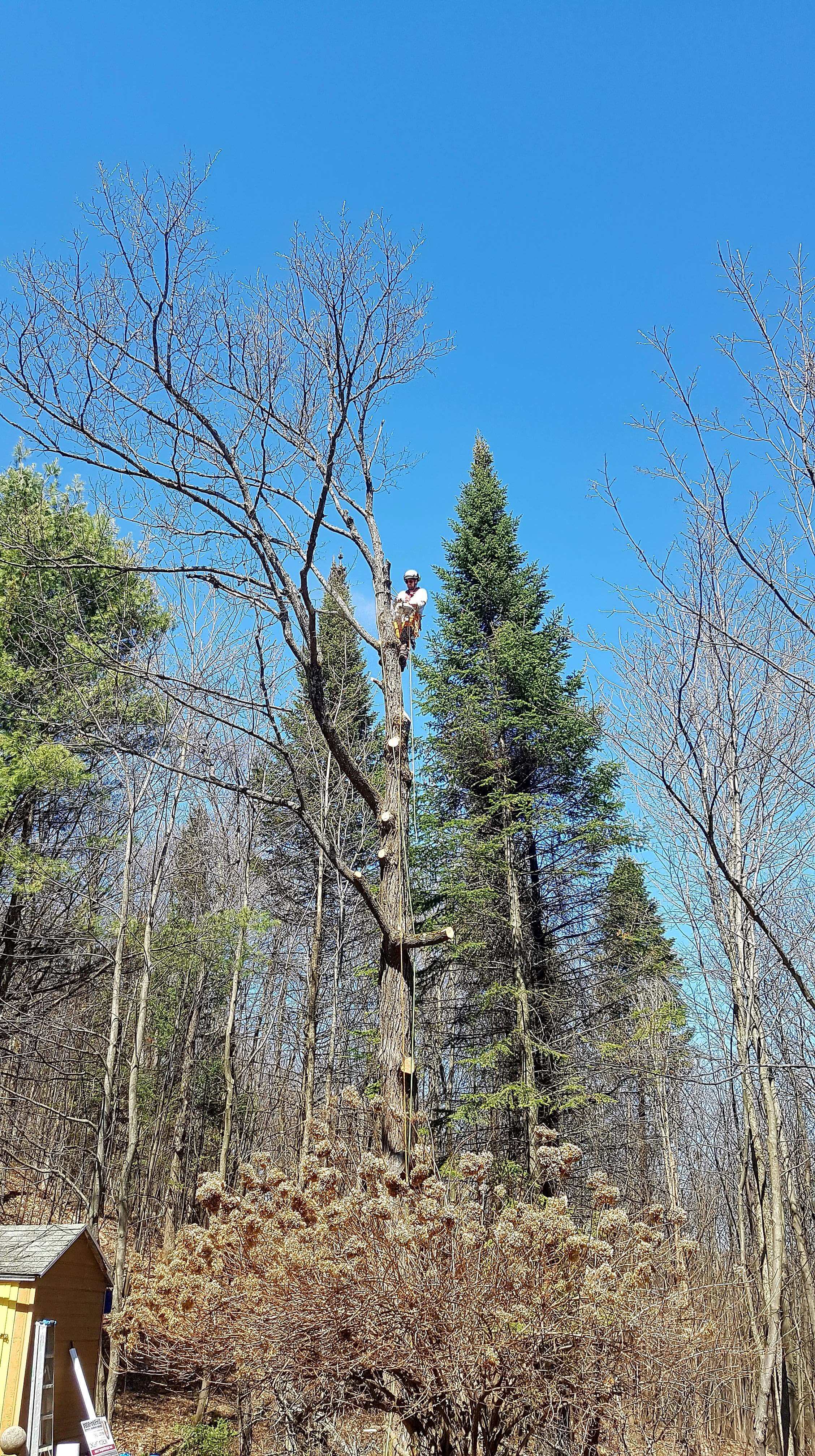 Images Élagage Frère d'Arbres