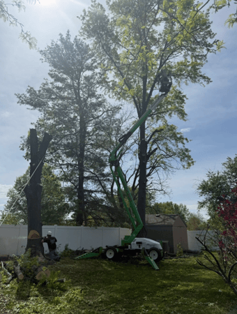 Images Mason Tree Service
