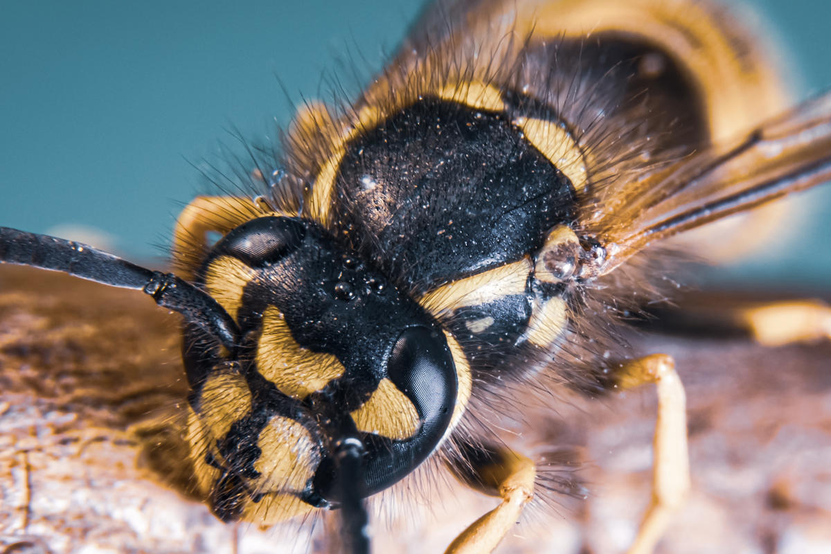 Felix Gartenbau & Wespen entfernen Zürich, Hegibachstrasse 9 in Zürich