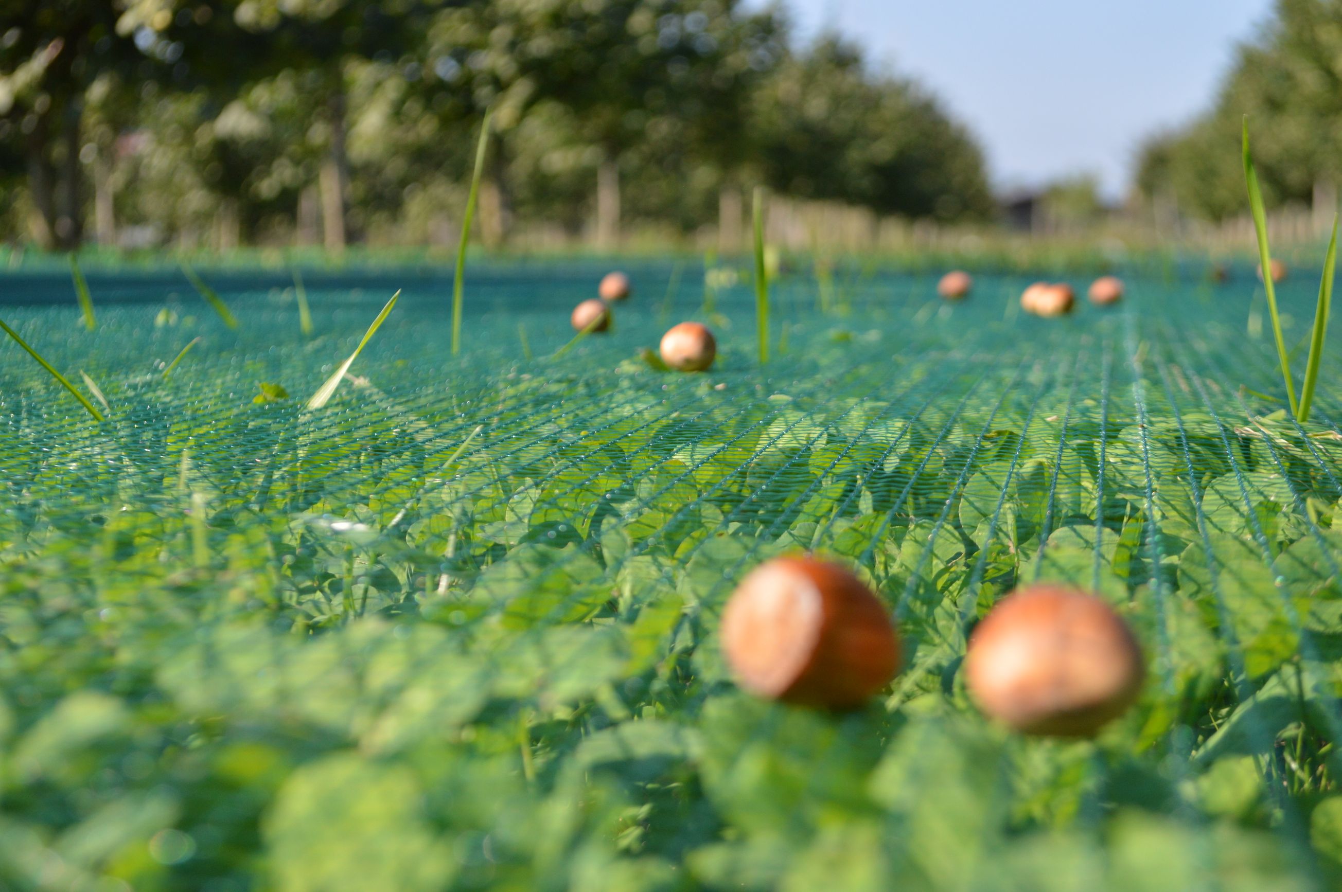 Biohof Schär Matthias & Corinne, Grienmattweg 1 in Brittnau