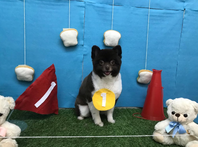 Images ペットショップ 犬の家